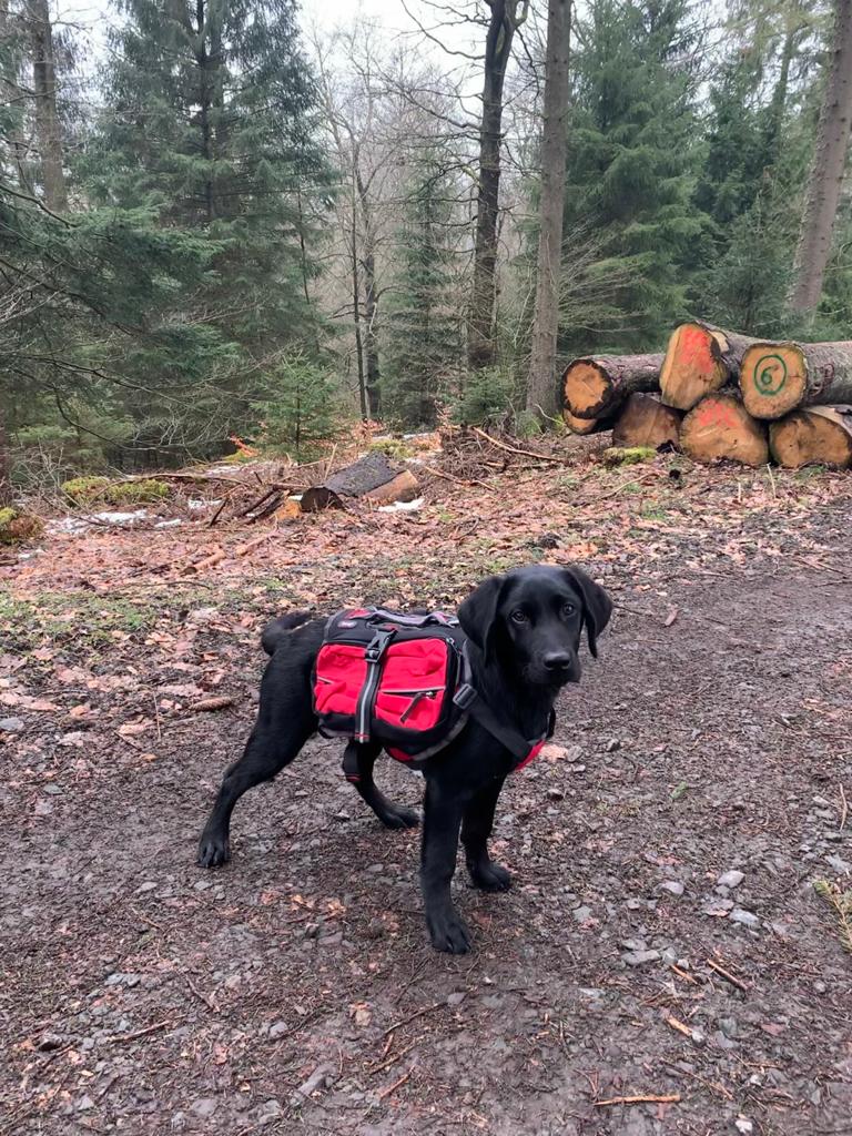 Why We Use a Dog Backpack?