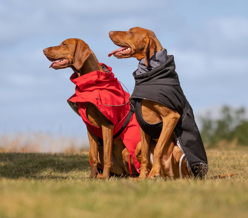 iEnergy™ JUD Winter Jacket for dogs