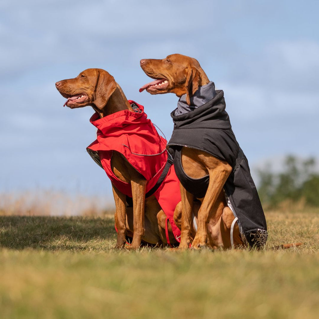 iEnergy™ JUD Winter Jacket for dogs