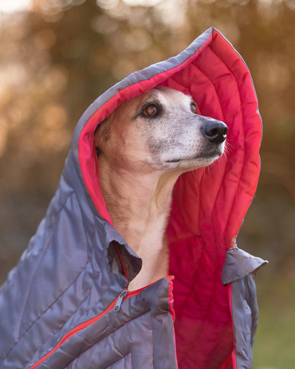 IEnergy JUL dog sleeping bag example