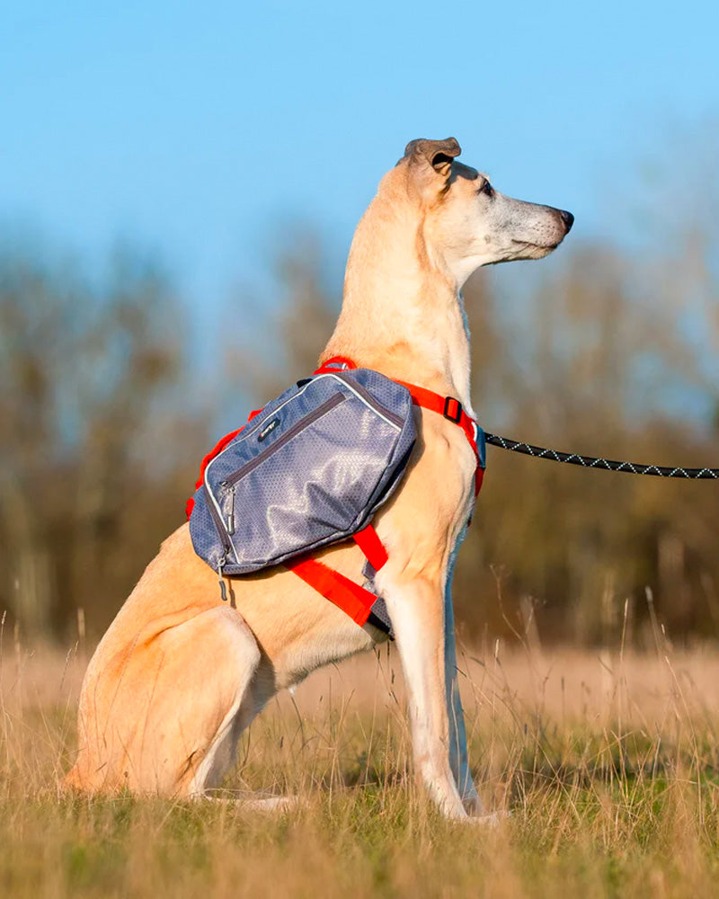 IEnergy MAE dog backpack example