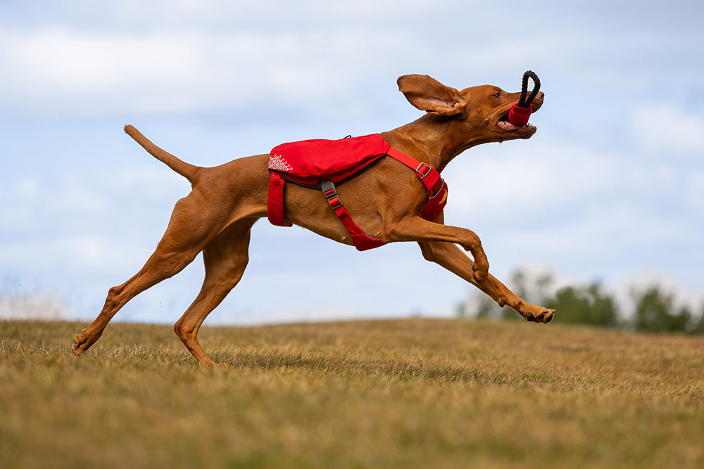 Dog wearing the iEnergy MIC Dog Harness with zippered backpack pockets in red color