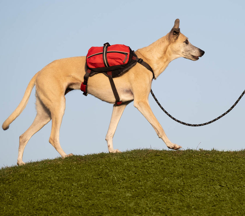 iEnergy™ MAL Hunderucksack - Wetterfester Rucksack für Hunde - Gut iEnergy™ MAL Hunderucksack - Wetterfester Rucksack für Hunde - Gut