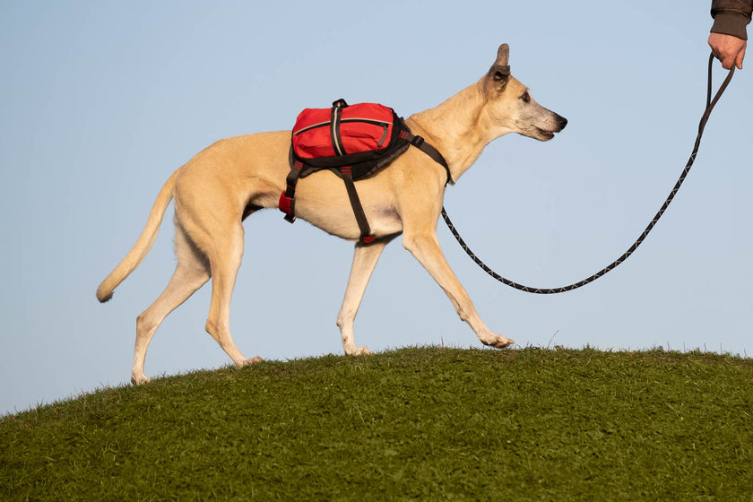 iEnergy MAL Dog Backpack