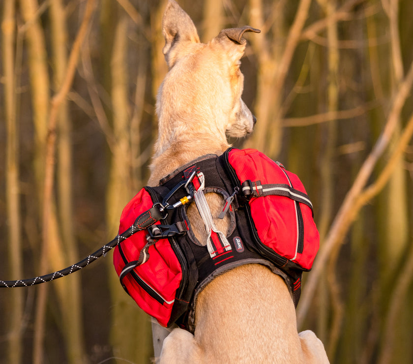 iEnergy™ MAL Dog Backpack