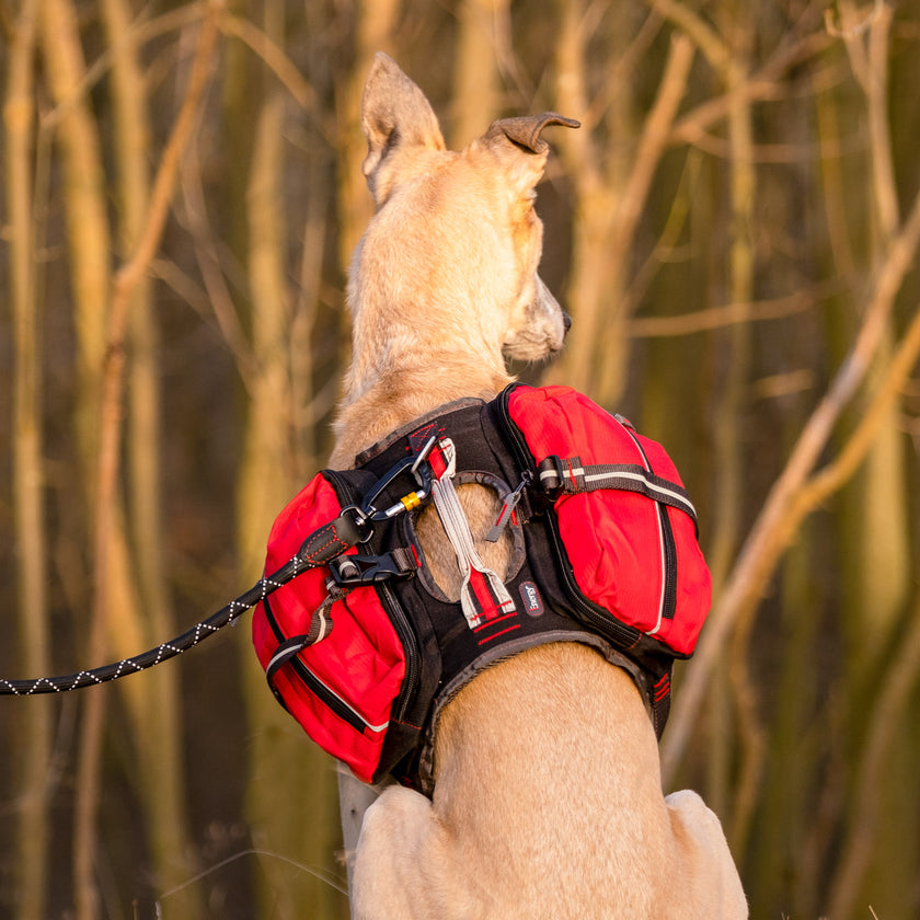 iEnergy™ MAL Dog Backpack